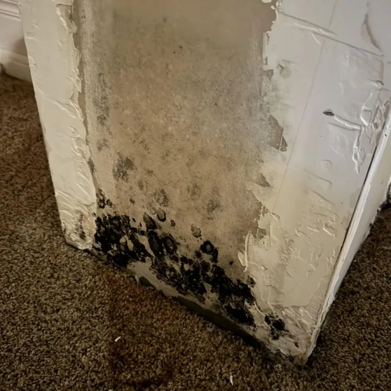 Professional Mold Removal in Alameda, CA
